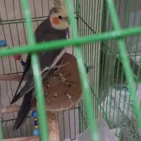 عروس هلندی گمشده