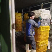 کارگر ساده کشتارگاه