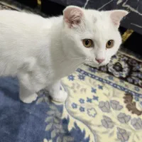 گربه بریتیش|گربه|قشم, |دیوار