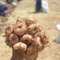 فروش پیاز زعفران
