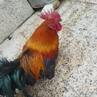 خروس