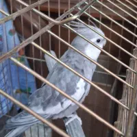 وایت فیس نر آماده