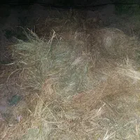 علف خشک بریده شده