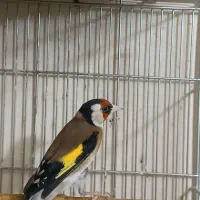 سهره دهن لر مست