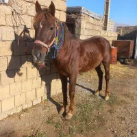 اسب کرد|اسب و تجهیزات اسب‌سواری|ارومیه, |دیوار