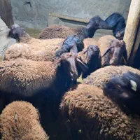 بره  نر|حیوانات مزرعه|ماهنشان, |دیوار