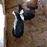 خروس و مرغ تخم گذار