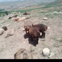 میش دوقلو جوان