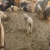 بره زیرمیشی