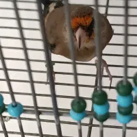 سهره دورگ کرمونی|پرنده|شیراز, مسلم|دیوار