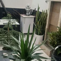 املاک سعید|مشارکت در ساخت املاک|مشهد, خلق آباد سفلی|دیوار