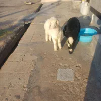 بره نردوتا