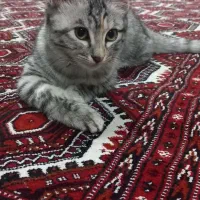 واگذاری گربه میکس|گربه|گنبد کاووس, |دیوار