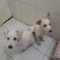 پاپی خوش رنگ و نژاد دار