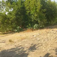 خرید باغ چوب پرتغال لیمو لیموشیرین انار کالیپتوس|خدمات باغبانی و درختکاری|کهنوج, |دیوار