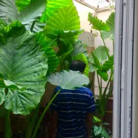 گل بابا ادم نژاد حاره ای برگ پهن( جاینت )|گل و گیاه طبیعی|نوشهر, |دیوار