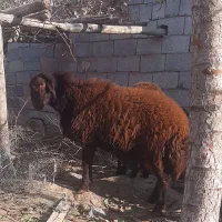 شیشک۱۱ماهه