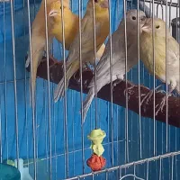 فروش قناری|پرنده|بروجن, |دیوار