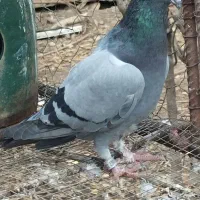 تعدادی پلاکی|پرنده|رامیان, |دیوار