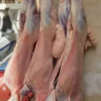 بره نرو ماده جهت تولد نوازاد عقیده کربلایی و مصرفی