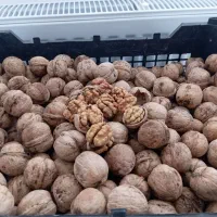 گردو پوست کاغذی -مغز سفید