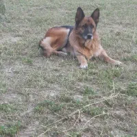 سگ ژرمن شپرد