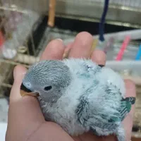 جوجه طوطی برزیلی