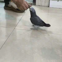 کاسکو|پرنده|مشهد, موسوی قوچانی|دیوار