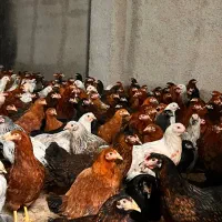 فروش مرغ بومی ۴ماهه گلپایگانی (تخمگذار)