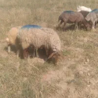 میش بره دار یک شکم