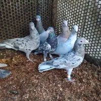 7عدد سار کفترپرش شهرستانی