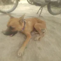 سگ بسیار با هش نژاد شیوا وا