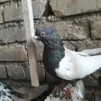 کبوتر یا کفتر نوک ریز|پرنده|ابهر, |دیوار