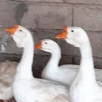 تخم نطفه دار قوغاز قبقب دار گوشتی|حیوانات مزرعه|نیشابور, دارایی|دیوار