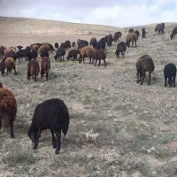 کارگرچوپانی