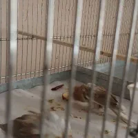 جوجه رسمی بلند  رنگ ابلق آهویی 5تومن|پرنده|تهران, قلهک|دیوار