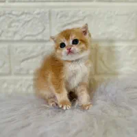 دهکده گربه‌های زیبا ( پرشین / اسکاتیش/ بریتیش )|گربه|یزد, |دیوار