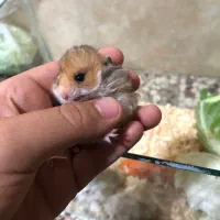 همستر ،خرگوش|موش و خرگوش|گنبد کاووس, |دیوار