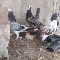 کلوی کفتر  در هم نژاد  اصیل