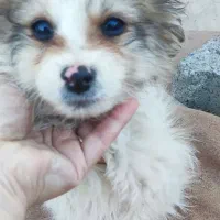 توله سگ اشپیتز|سگ|مشهد, صیاد شیرازی|دیوار