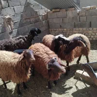 بره|حیوانات مزرعه|پیر بکران, |دیوار