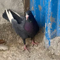 نر سیاه پلنگ