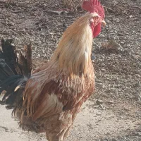 خروس محلی کوردی|حیوانات مزرعه|دهگلان, |دیوار