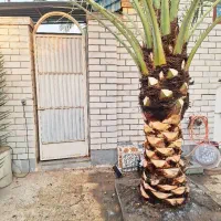 بریدن نخل و درخت قطع نخل حرس نخل سمپاشی نخل