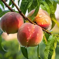 نهال گردو بادام هلو شلیل زردآلو|گل و گیاه طبیعی|رشت, شهرک قدس|دیوار