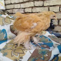 جوجه برهما