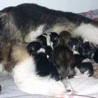 توله اشپیتز(نگهبان کوچولو) از پدر و مادر اصیل