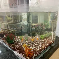 آکواریوم|ماهی|برازجان, |دیوار