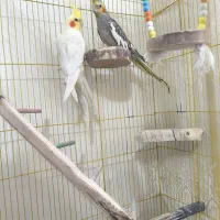 عروس هلندی