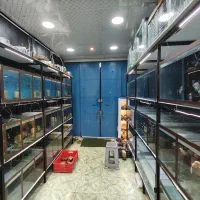 اکواریوم ژولیت